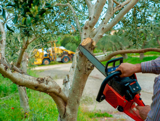 Best Residential Tree Removal  in Buckhall, VA